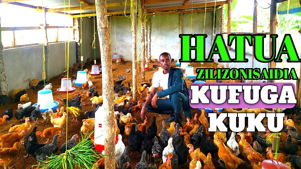KUKU FARM. HIZI NI HATUA ZILIZONIFANIKISHA KUFUGA KUKU.@COREKUKUFARM