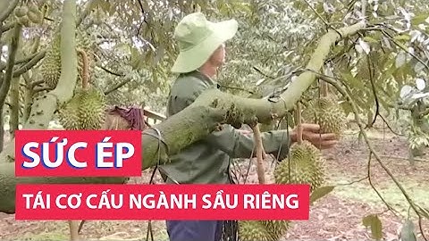 Ngành sầu riêng trước sức ép tái cơ cấu