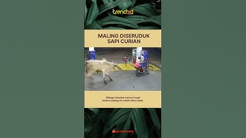 MALING DISERUDUK SAPI