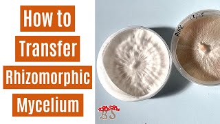 Rhizomorphic Transfer | Agar to Spawn Bag