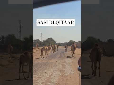 Animals /Camle /United Arab Emirates/Dubaidesert /Youtube Shorts/Viral Vedeo/info with sagar