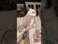 Good night from Donut 😘 #cockatiel #lifeisbutadream #birds #parrot