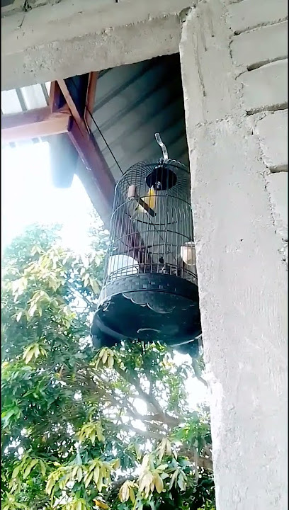 pleci dakun sulawesi