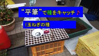 〔玉ねぎの種まき〕"平筆"と竹串でセルトレーに種蒔きする様子+ 〔玉ねぎとほうれん草の混植栽培〕周囲にはクリムソンクロバーを植えて葉玉ねぎのアザミウマ対策、底を切り取ったプラ容器をかぶせ根切り虫対策も