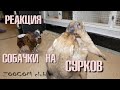 Отважная Пепа знакомится с СУРКАМИ! ЗНАТЬ ВСЕХ!