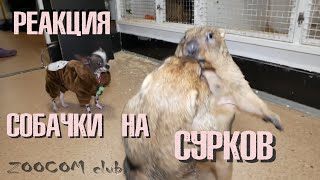 Отважная Пепа знакомится с СУРКАМИ! ЗНАТЬ ВСЕХ! Отважная Пепа знакомится с СУРКАМИ! ЗНАТЬ ВСЕХ!