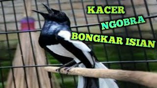 HITUNGAN DETIK ❗KACER ANDA BAKALAN IKUT NGOBRA