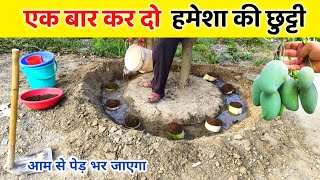 आम के पौधे से हर साल फल कैसे लें फल फूल झड़कर नहीं गिरेंगे  best mango fertilizer | mango falling