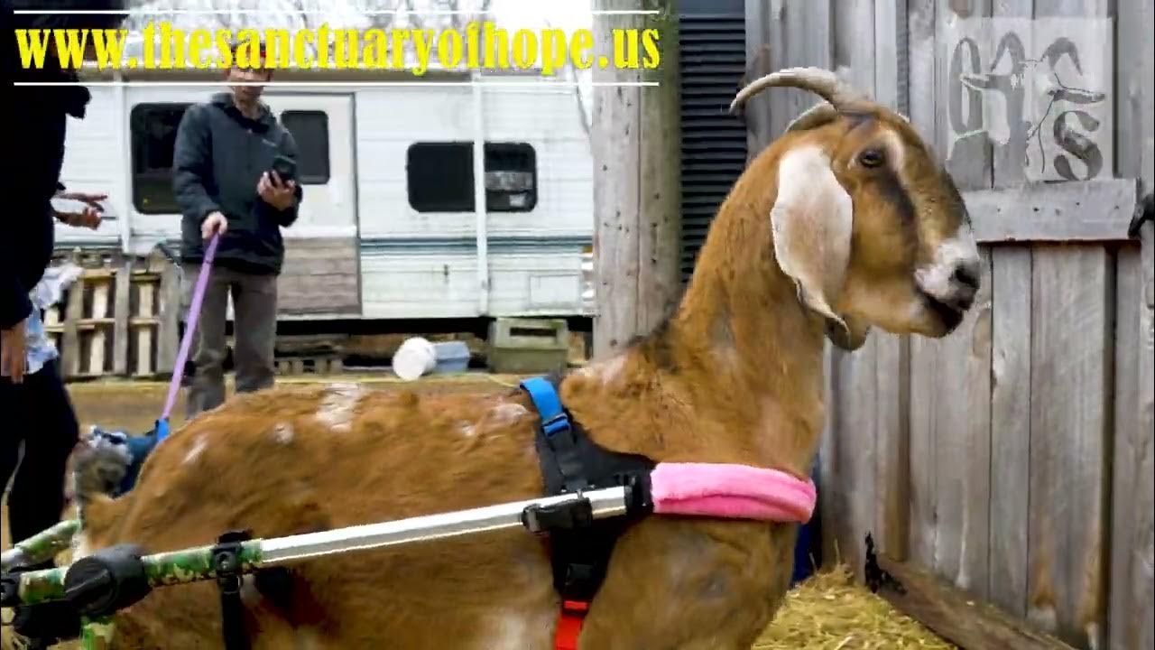 Bullseye Goat meet Felix dog, wheelchair buds animal friends YouTube