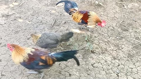 15/12/2025 Qaib Daj Mas Thiaj Zoo Ib