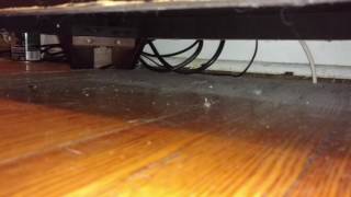 VRBO: Cockroaches Skittering in St. Louis Vacation Rental