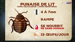 Punaises de lit : une menace pour les JO ?