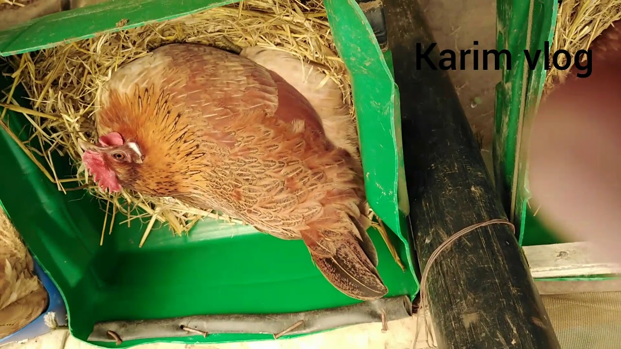 تربية الدجاج البلدي 🐓كيفية منع الدجاج من الحضن على البيض 🐣🥚