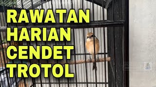 Perawatan cendet trotol agar cepat bunyi dan cepat ganti bulu