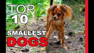 Top 10 Smallest Dog Breeds in Existence by Aminals Everything 9,717 views 6 years ago 13 minutes, 41 seconds