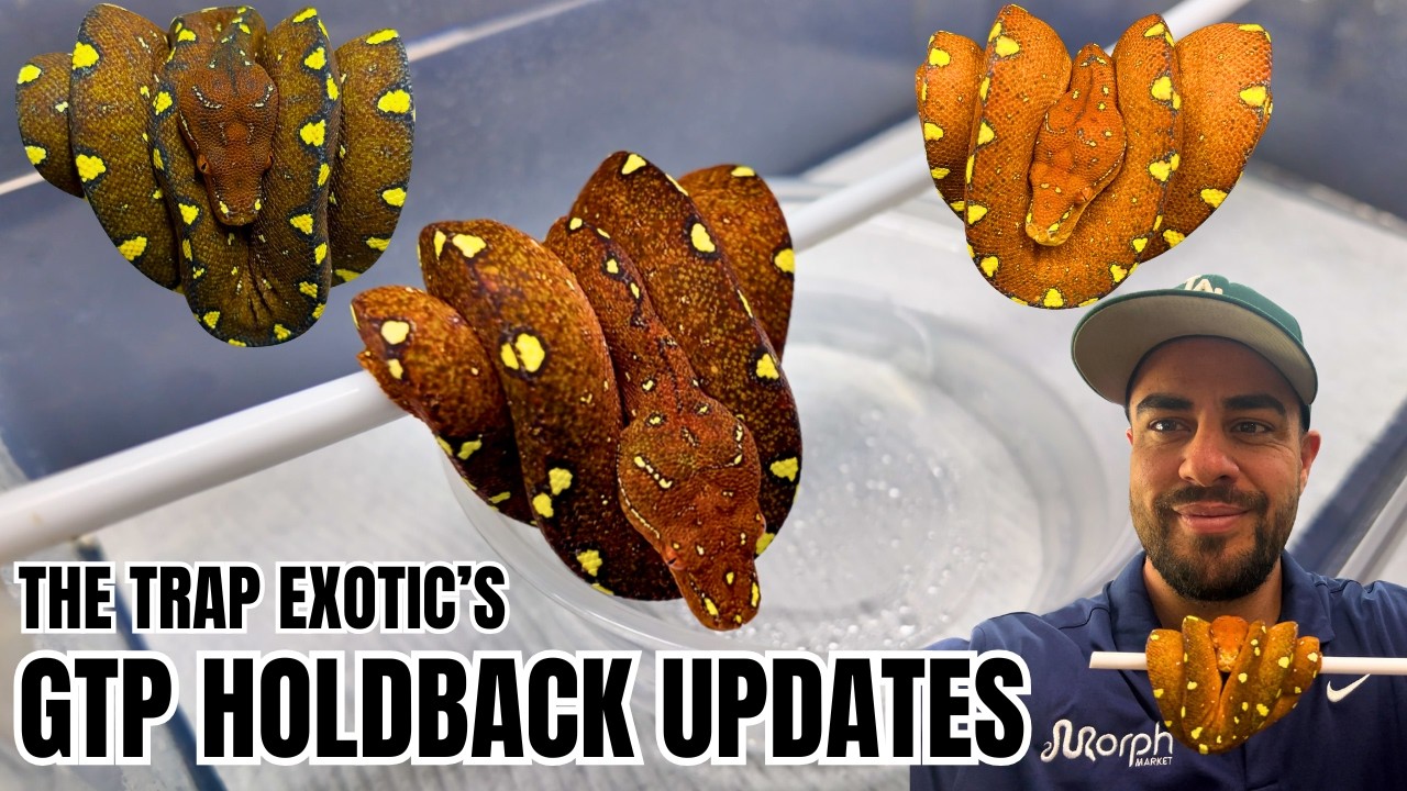 INSANE Baby Green Tree Python Holdbacks