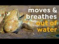 Why this Fish Can Walk on Land | Mudskippers