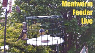 Mealworm Feeder Live (AM 17 May 2024)