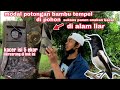 unikkk burung kacer bersarang di potongan bambu yg sengaja di pasang