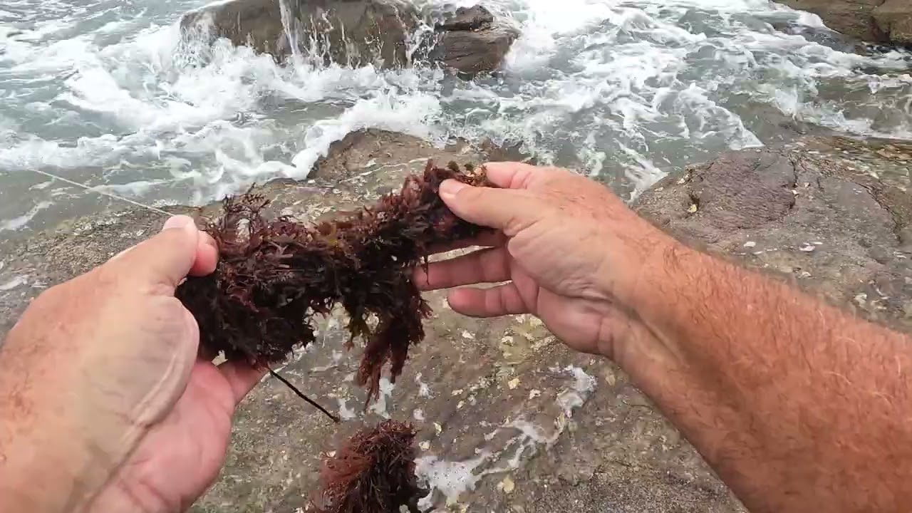 Рыболовный мозг