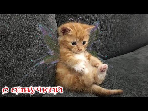 Приколы С Котами! Смешные Коты! С Озвучкой! Самые Смешные Животные! Ржака!