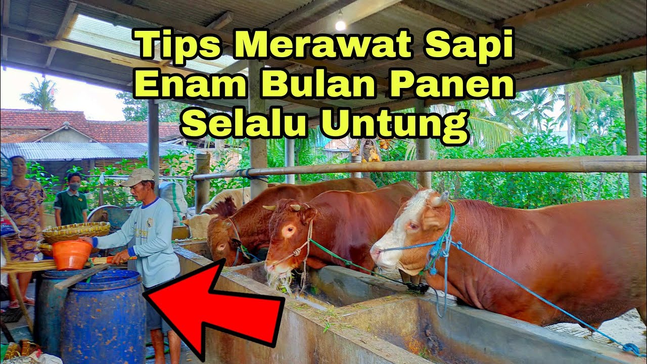 Советы по откорму скота: урожай за шесть месяцев и гарантированная прибыль