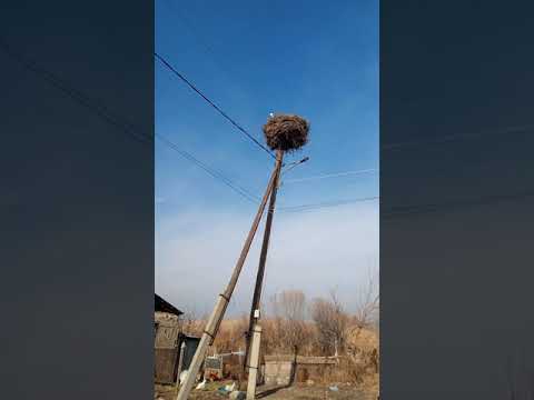 #Как зимуют аисты.