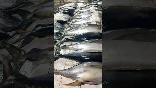 Big Bluefin and yellow fin tuna at negombo fish market #shorts