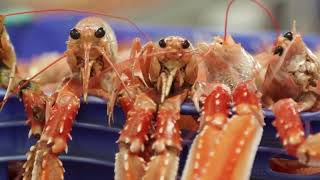 MODERN PACKAGING PROCESS OF NORWAY LOBSTER - PRODUCING HIGH QUALITY PRODUCTS!