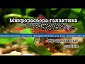 Микрорасбора галактика. Danio margaritatus