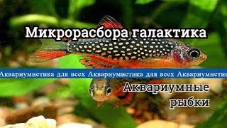 Микрорасбора галактика. Danio margaritatus