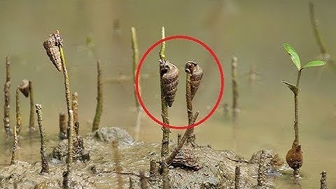 CUỘC SỐNG ĐẤT MŨI - ĐI MÒ CUA, BẮT ÓC LEN