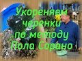 Укореняем листики фиалок по методу Пола Сорано