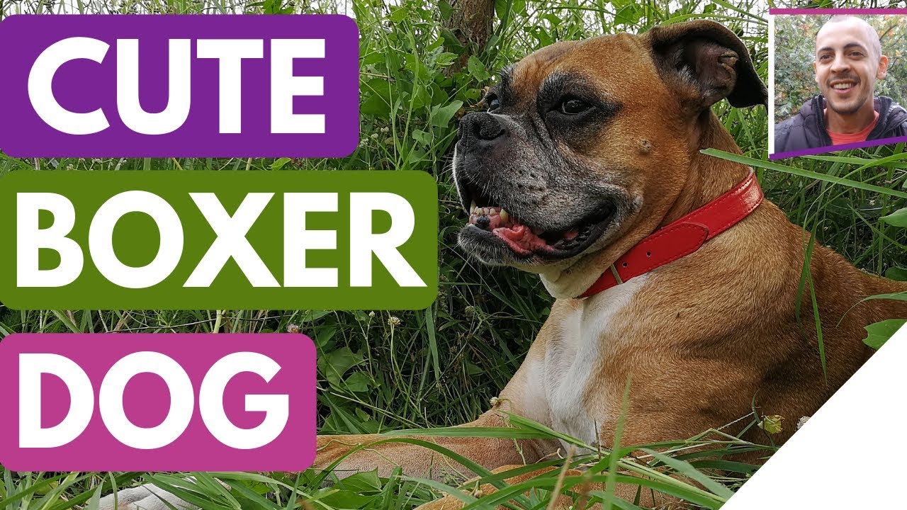 My Cute Boxer Dog Having Fun in Nature - YouTube