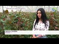 «Женский месяц»: в Армении до 7 апреля женщинам массово дарят цветы