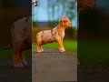 jeb ise ghar per lekar aaya tha tab / pitbull puppy🐶🐶 #cute puppy status #viralshorts