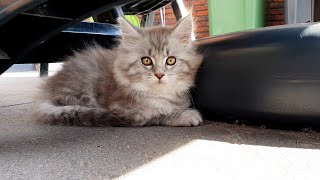 Maine coon kitten with the most amazing eyes.