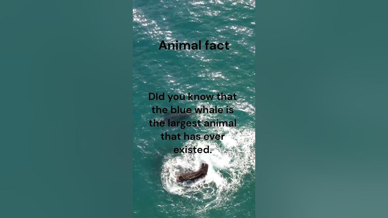 Part 4 | Animal Fact. Blue whales are the biggest animals to ever exist