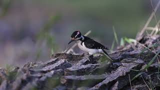 Hairy Woodpecker on Log in Slow-Motion