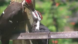 Lake Belllaire-Momma pileated woodpecker again taking care of male juvenile on the post-8/6/23