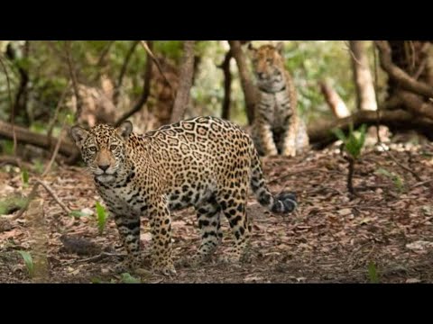 Achamos oque vocês tanto pediram Onça pintada - YouTube