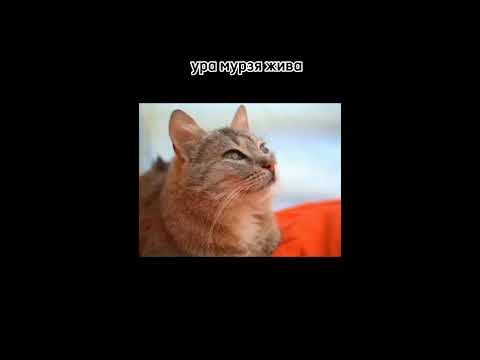 анука давай ка - YouTube