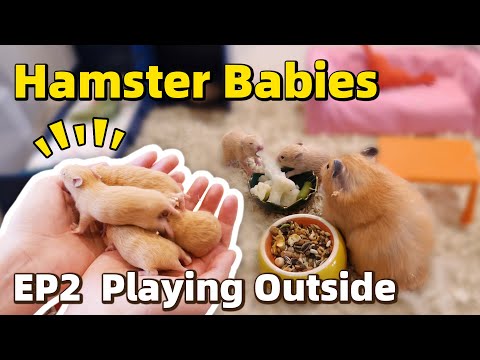 Video: Maambukizi Ya Salmonella Katika Hamsters