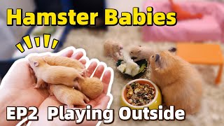 Pups' First Time Outside - Baby Hamsters Episode 2