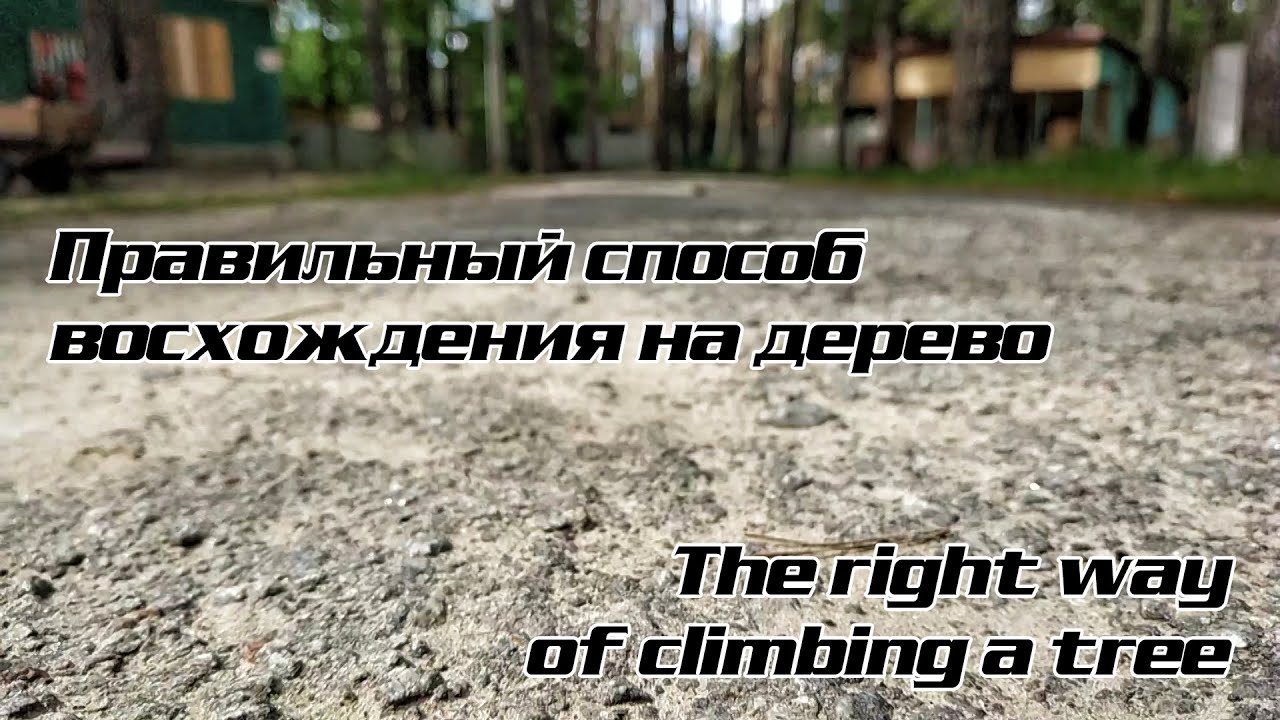 Срезаем сухую сосну Cutting down a dry pine tree - YouTube
