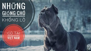 Những Giống Chó Khổng Lồ có tại Việt Nam/ Giant Dog in Vietnam/  NhamTuatTV  Dog in Vietnam