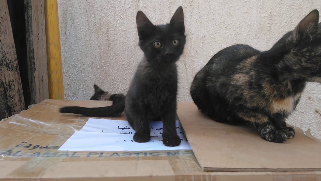 ALLEY CATS the ROYAL RUMBLE in Riyadh, Saudi Arabia Watch till the