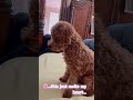#cutepet #cuteanimal #cute #petshub #cuteanimal #puppy #cutepet #pets #puppy #petshub