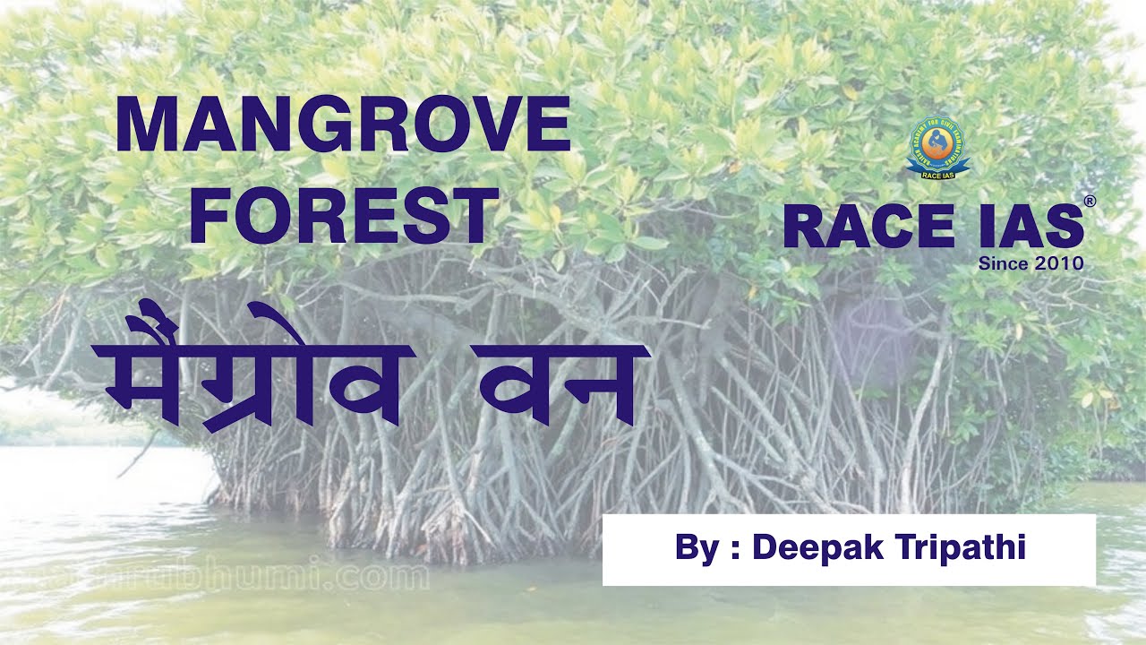 Mangrove Forest Daily Current Affairs Update RACE IAS YouTube mangrove-forest-daily-current-affairs-update-race-ias-youtube