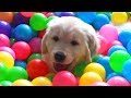 9 Week Old Golden Retriever Puppy Having Fun In A Ball Pit